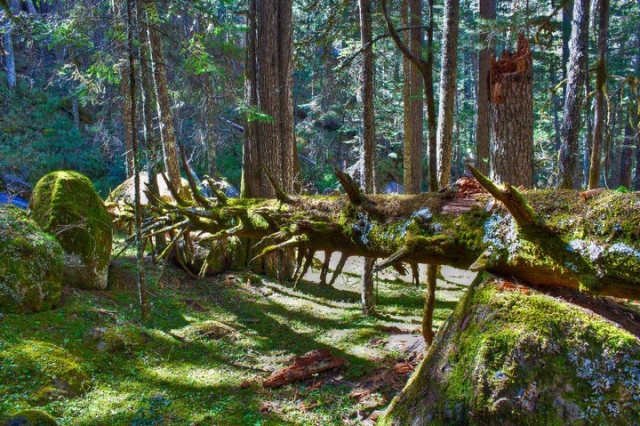 Naturaleza en Puentecillas